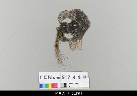 藏品(中國湖北皮影戲偶頭-老生)的圖片
